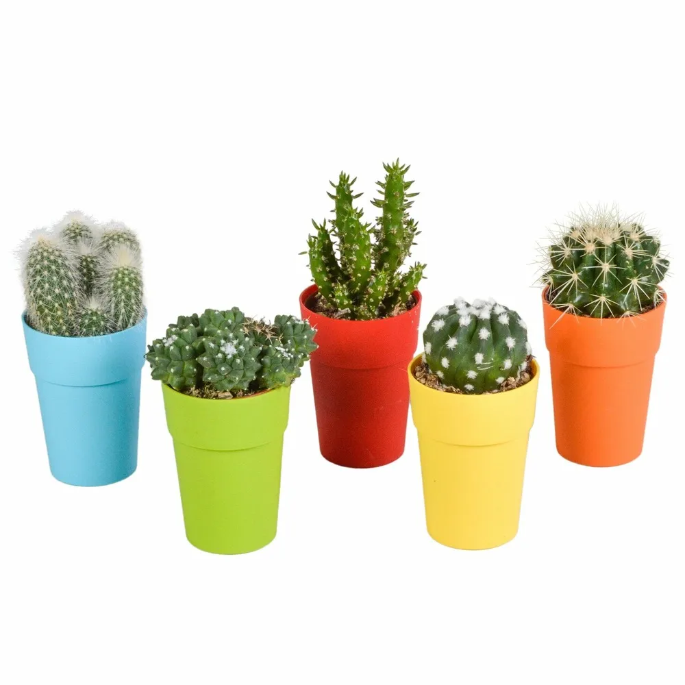 Mix de 5 cactus et leurs caches-pots colorés h16cm