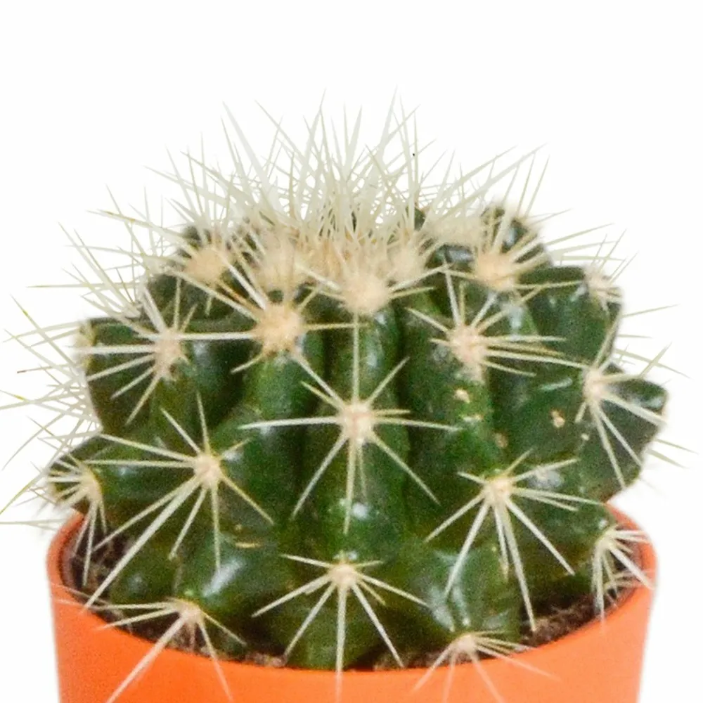 Mix de 5 cactus et leurs caches-pots colorés h16cm