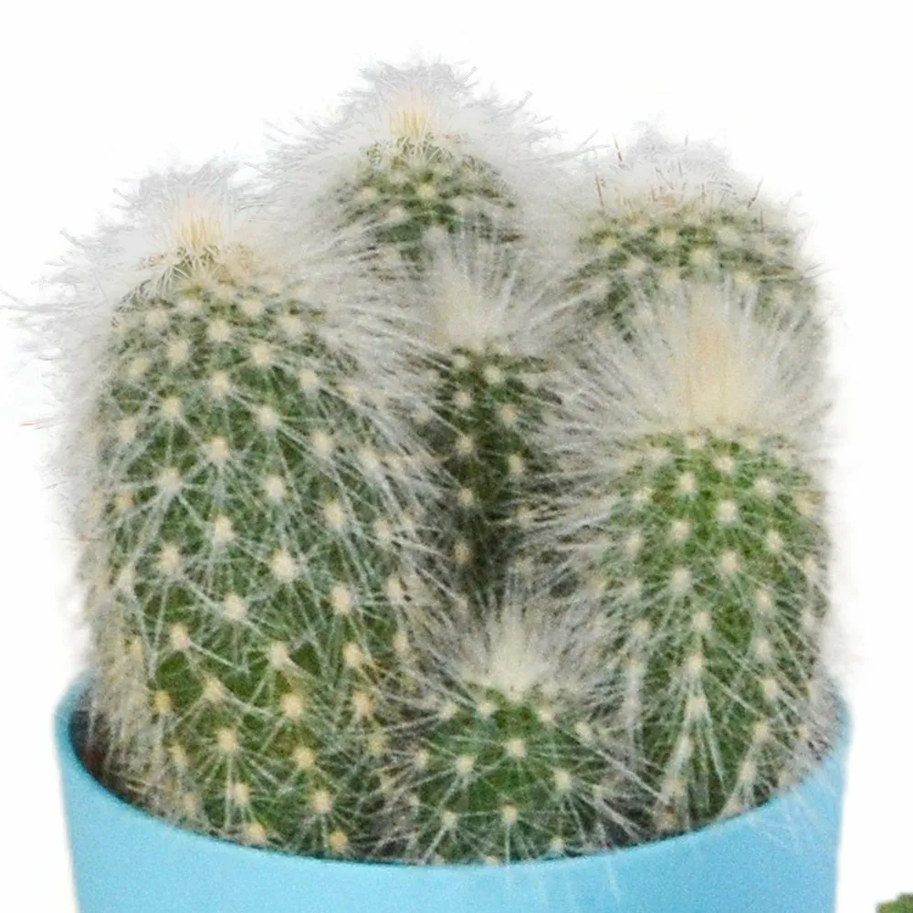 Mix de 5 cactus et leurs caches-pots colorés h16cm